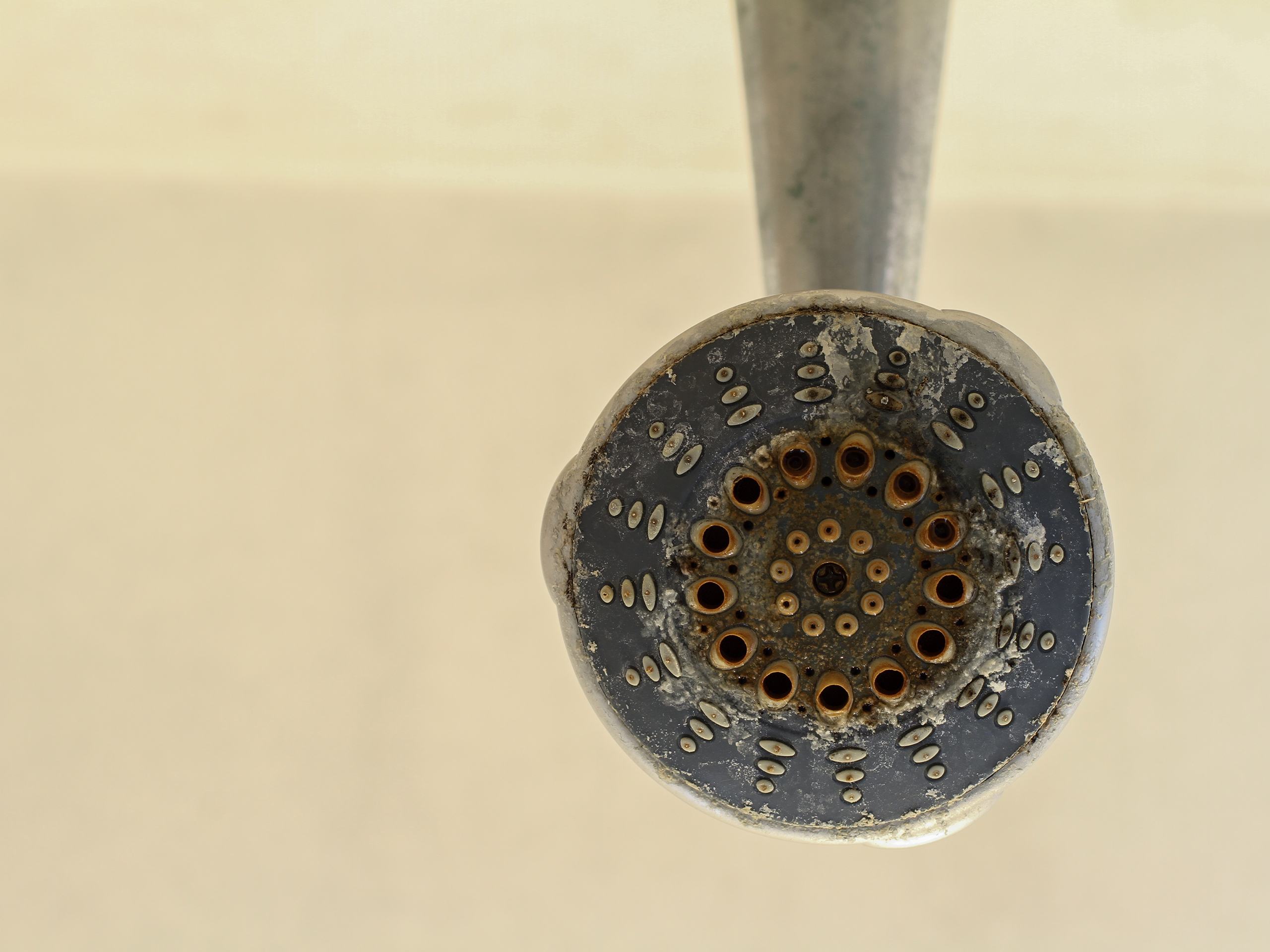 Dirty shower head clean up (products used: White vinegar / Old toothbrush) # cleaning #cleaningmotivation #satisfying