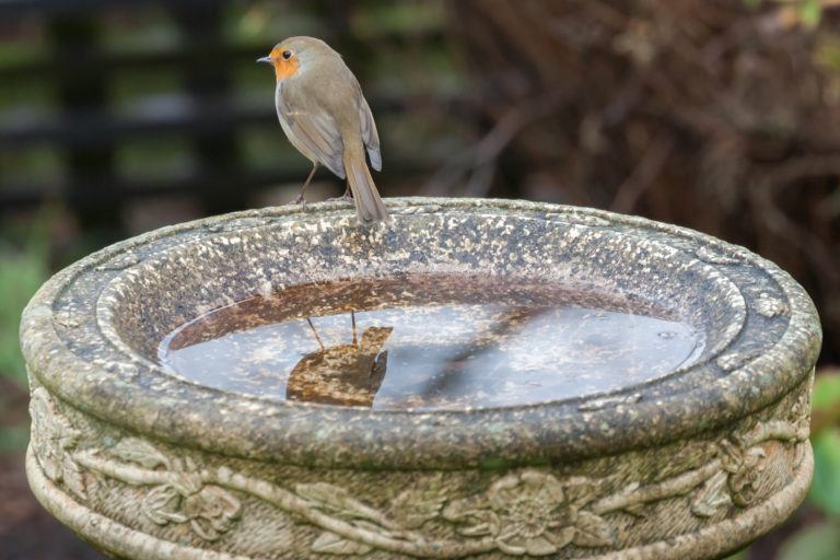 A bird sits on the edge of a dirty birdbath.