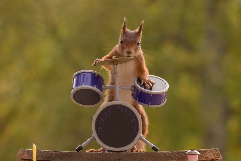 A squirrel playing a tiny drum set.