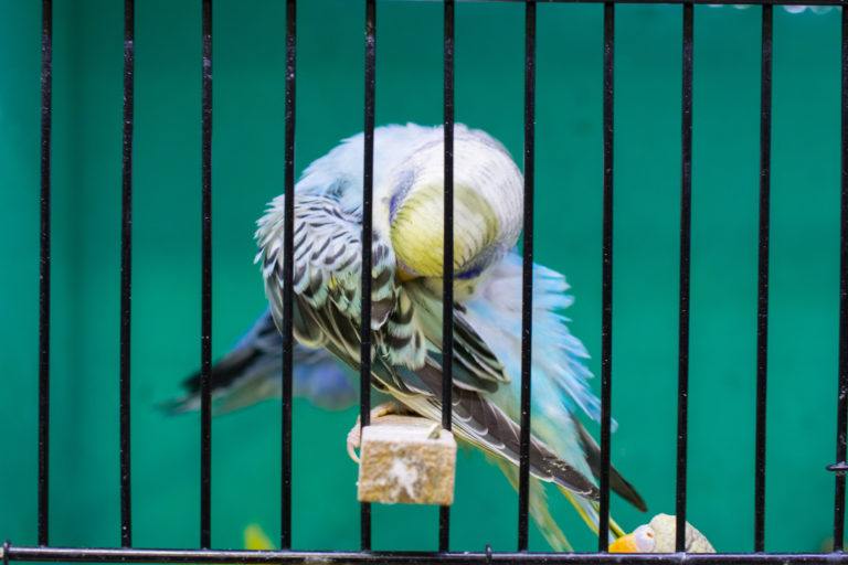 A parakeet in a cage grooms its feathers.