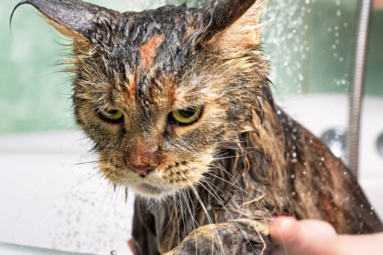 A wet cat grumpily receiving a bath.