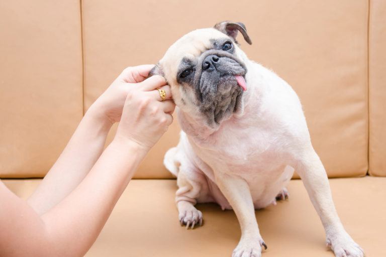 A pug receiving an ear cleaning from a person.