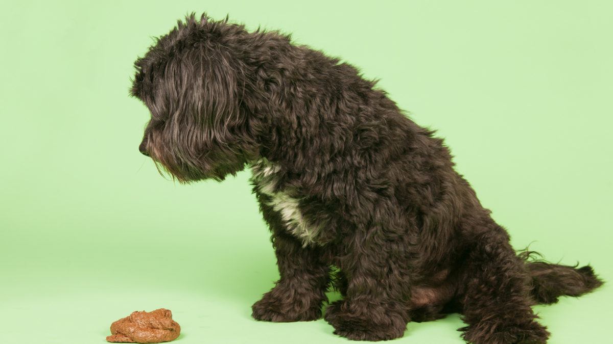 how do you remove dog poop from hardwood floors