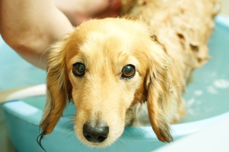 A long-haired dachshund receiving a bath.