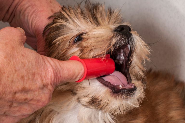 A puppy getting its teeth cleaned.