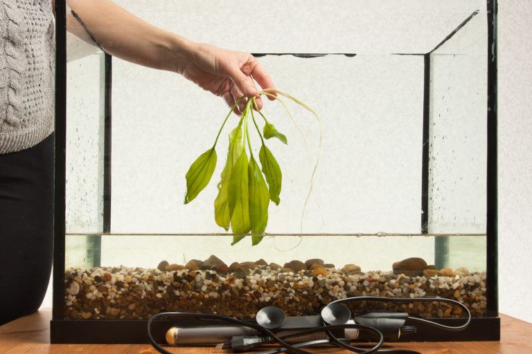 A person cleaning a fish tank.