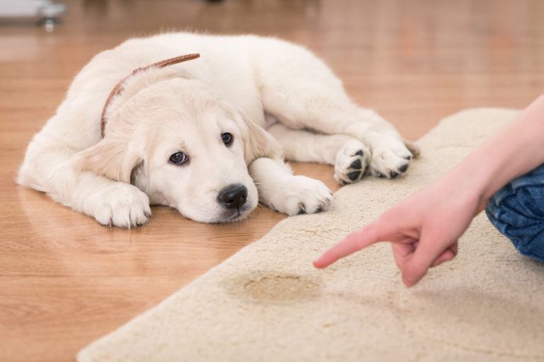 A golden retriever puppy laying next to a urine stain on a carpet rug looks forlorn as its owner points to the stain.